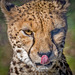 Cheetah.3jpg