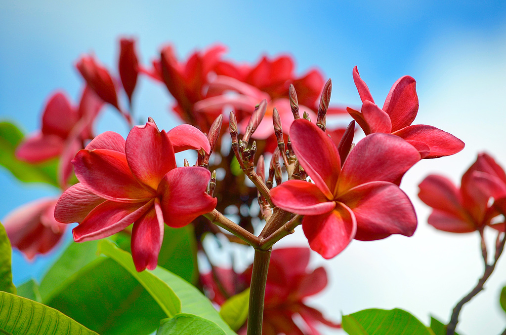 Plumeria