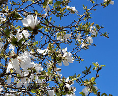 le printemps des poétes