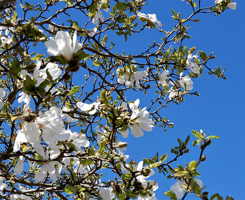 le printemps des poétes