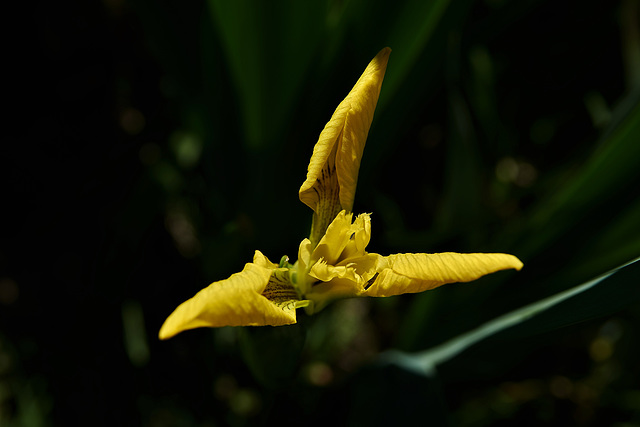 Yellow Flag Iris