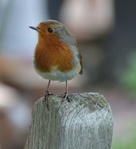 Robin