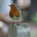 Robin