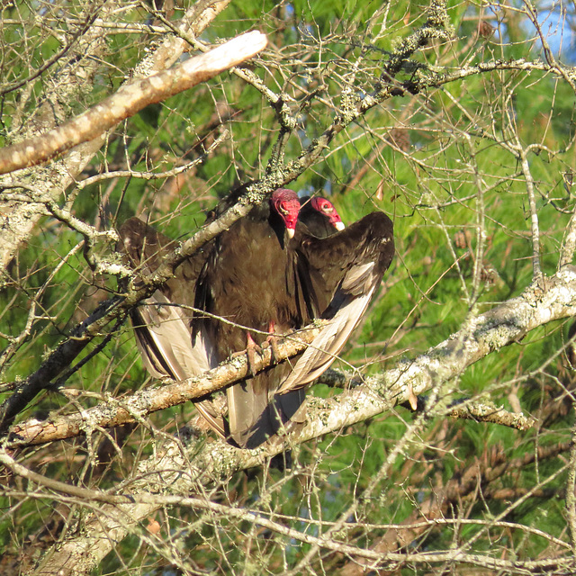 Turkey vultures (Cathartes aura)