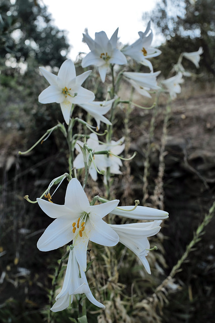 Lilium candidum, Penedos