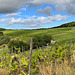 Weinberge bei Walporzheim