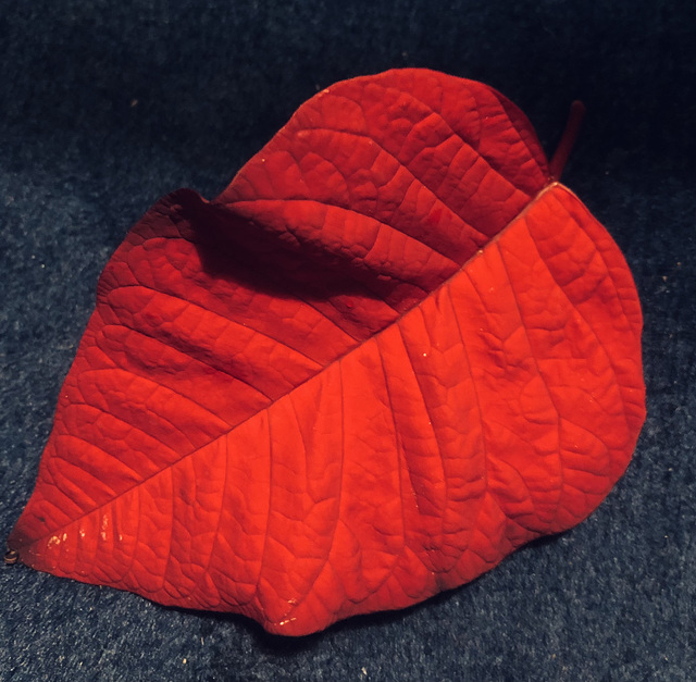 Poinsettia Leaf.