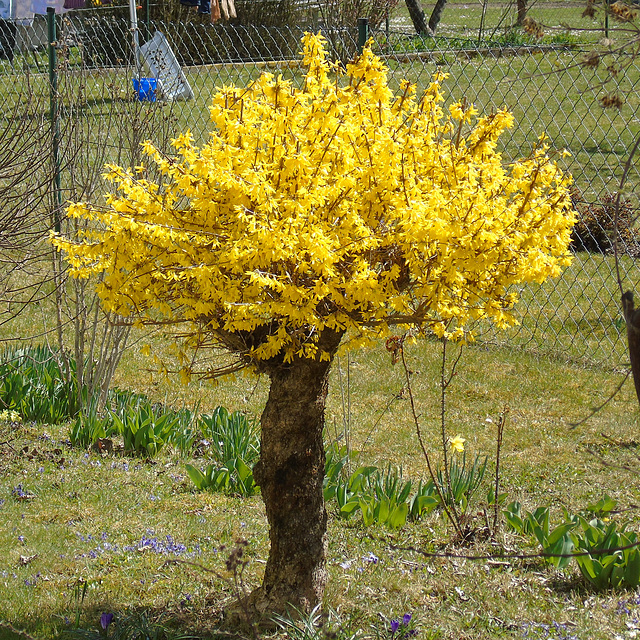 Forsythie (Forsythia × intermedia Zabel)