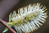 Pollen Beetle on Goat Willow Catkin-DSZ2446