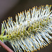 Pollen Beetle on Goat Willow Catkin-DSZ2446