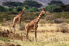 Reticulated giraffes