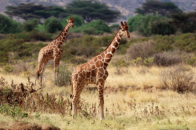 Reticulated giraffes