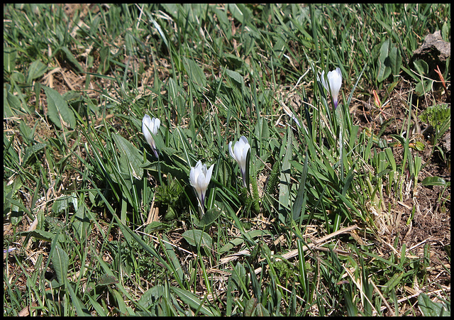 Crocus vernus (1)