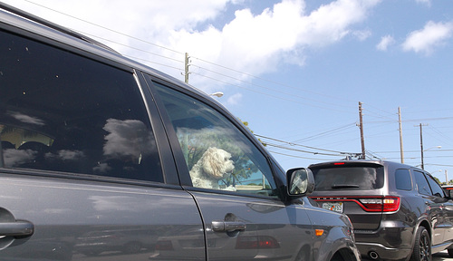 Toutou voyageur / Traveller dog