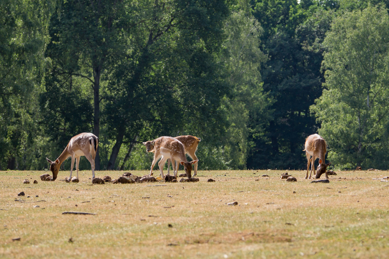 Hochwildpark Rheinland