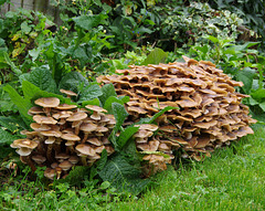 Probably Honey Fungus