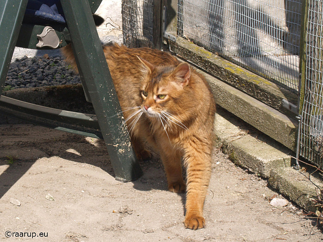 Dushara Tatters and Rags - first time we met him