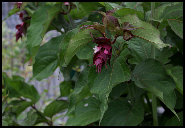 Leycesteria formosa- arbre aux faisans