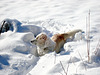 Someone asked what Archie is doing in the snow?