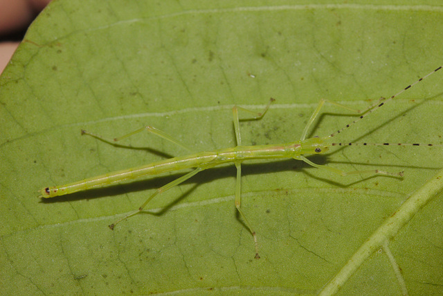 Stick insect IMG_6395