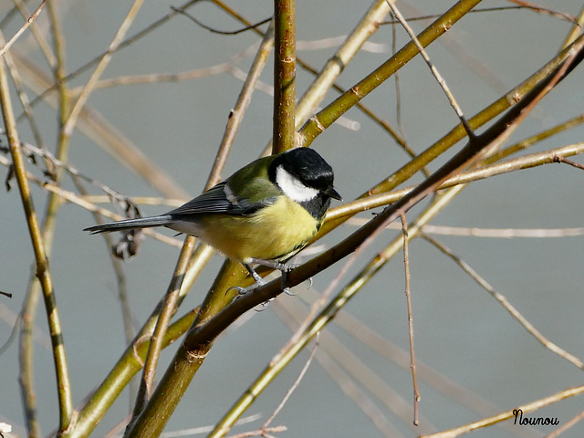 mésange charbonnière