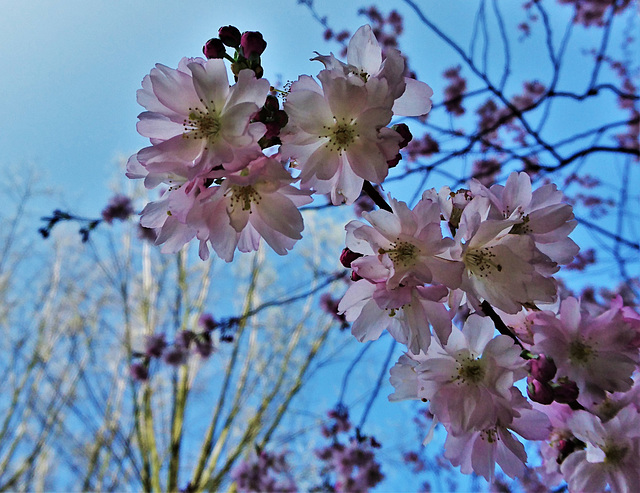 Mandelblüten