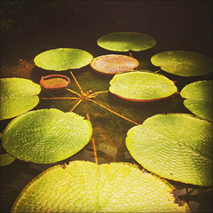 Victoria amazonica leaves.