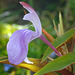 Single purple alpine flower