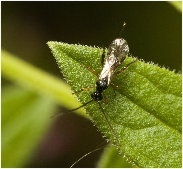 IMG 0493 Parasitic Wasp