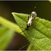 IMG 0493 Parasitic Wasp