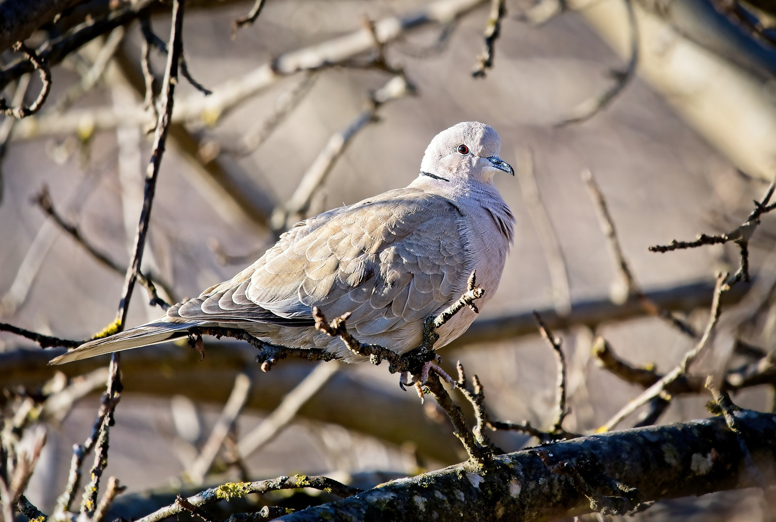 Die Türkentaube hat da oben alles im Blick  :)) The Eurasian Collared Dove has an eye on everything up there :))  La colombe eurasienne a un œil sur tout là-haut :))