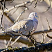 Die Türkentaube hat da oben alles im Blick  :)) The Eurasian Collared Dove has an eye on everything up there :))  La colombe eurasienne a un œil sur tout là-haut :))
