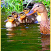 Swimming with mom