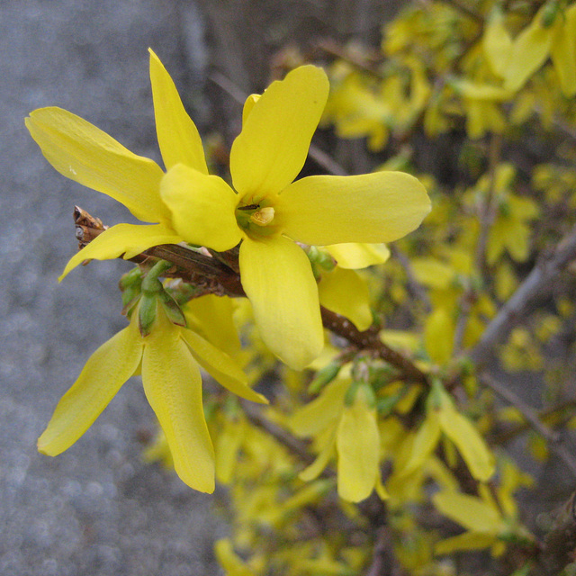 Forsythie (Forsythia × intermedia Zabel)