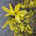 Forsythie (Forsythia × intermedia Zabel)