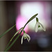 Snowdrops