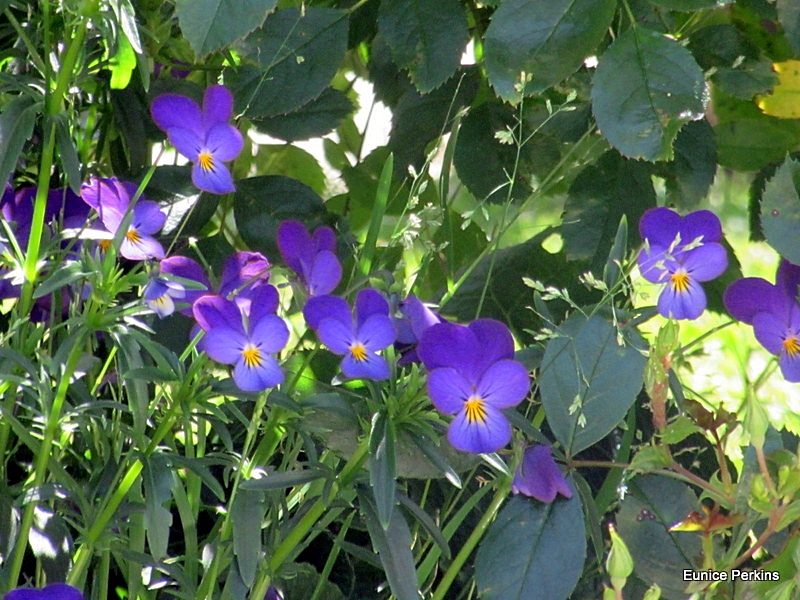 Violas