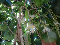 DSC01358 - jambolão Syzygium cumini, Myrtaceae