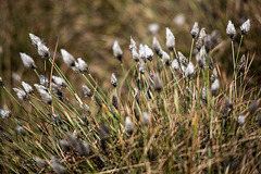 20170404 2729VRTw [D~MI] Scheidiges Wollgras (Eriophorum vaganatum), Großes Torfmoor, Hille