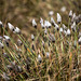 20170404 2729VRTw [D~MI] Scheidiges Wollgras (Eriophorum vaganatum), Großes Torfmoor, Hille