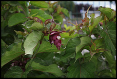 Leycesteria formosa- arbre aux faisans