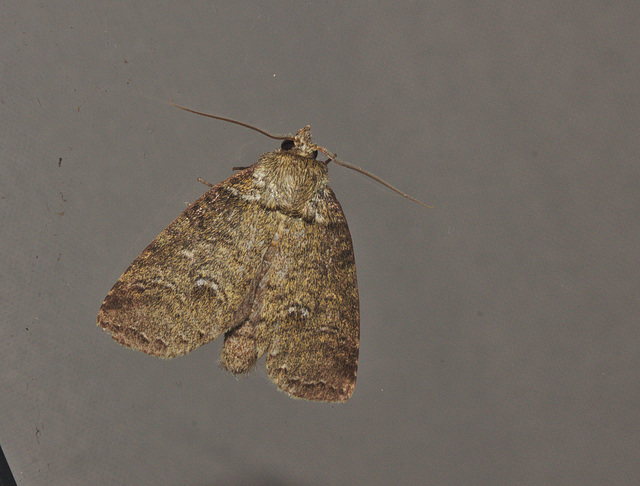 Moth IMG_6954