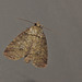 Moth IMG_6954