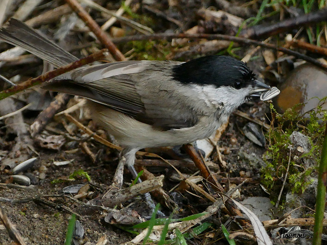 mésange nonette