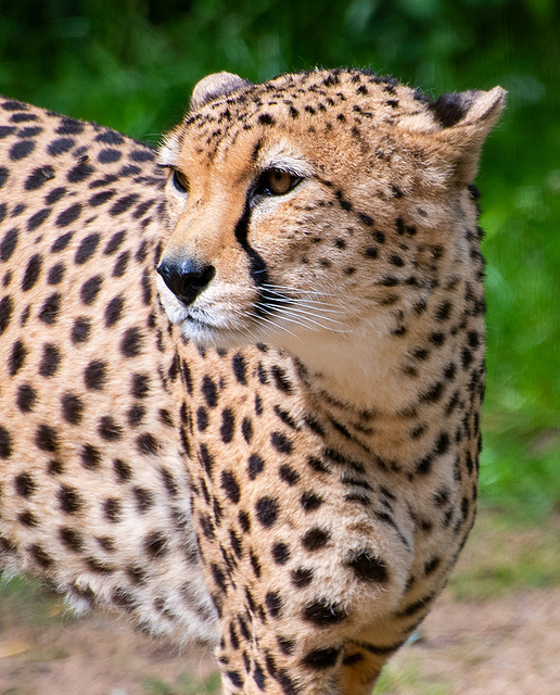 Cheetah