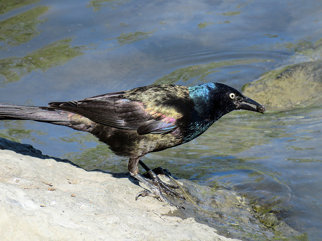 Common Grackle