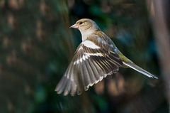 Chaffinch in flight