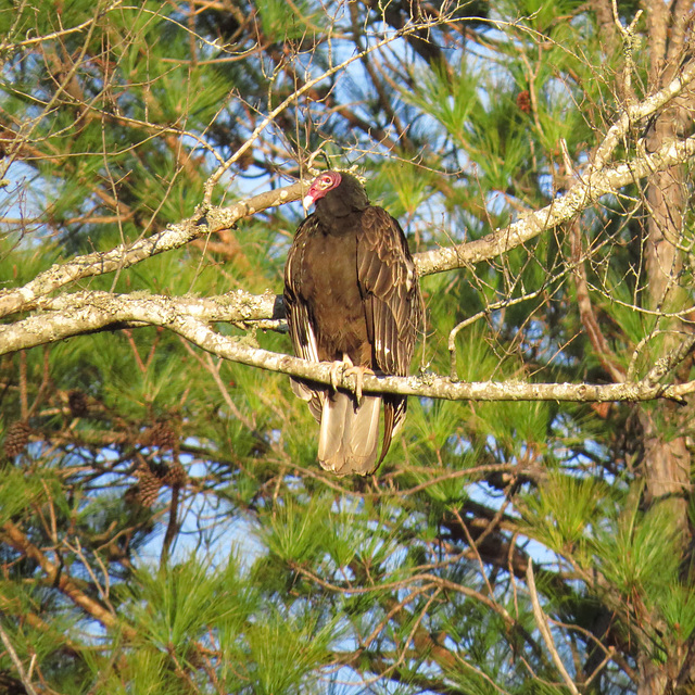 Turkey vulture (Cathartes aura)