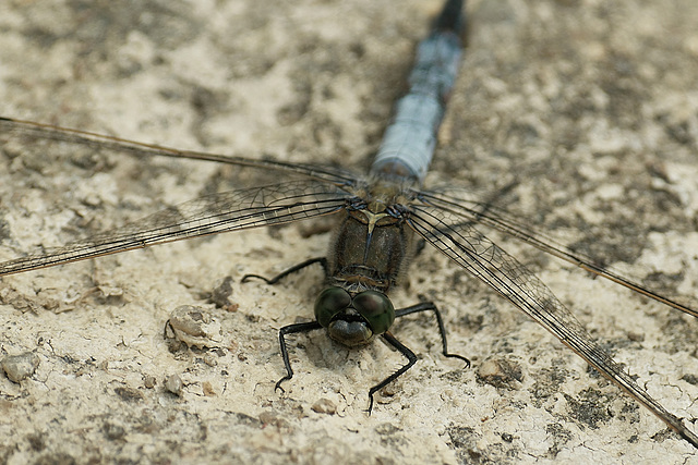 Orthetrum cancellatum @ Wall