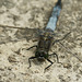 Orthetrum cancellatum @ Wall